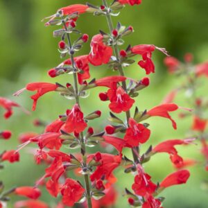 salvia cocc summer jewel red