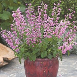 salvia coccinea summer jewel lavender