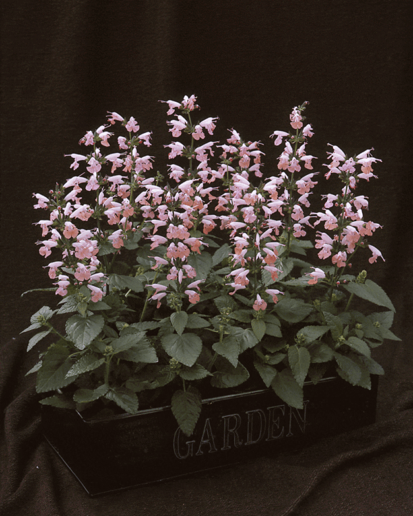 salvia coccinea summer jewel pink a