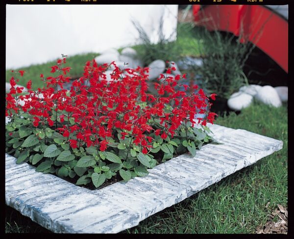 salvia coccinea summer jewel red2