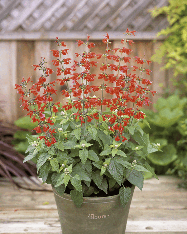 salvia coccinea summer jewel red5 a 2