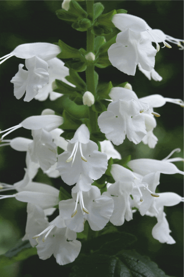 salvia coccinea summer jewel white1 a