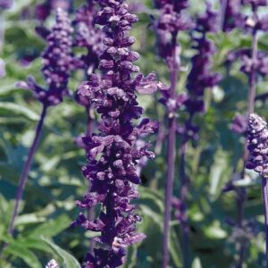 salvia farinacea evolution violet