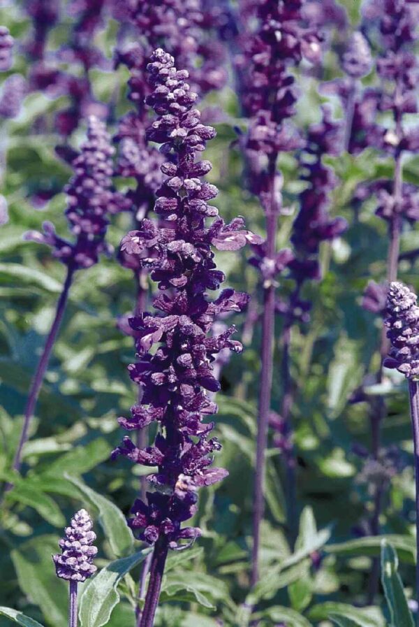 salvia farinacea evolution violet