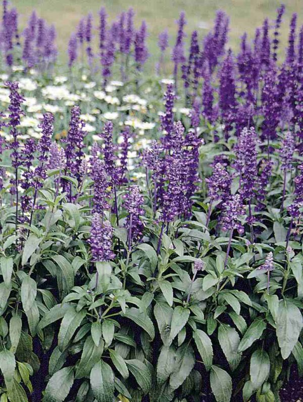 salvia farinacea evolution violet1