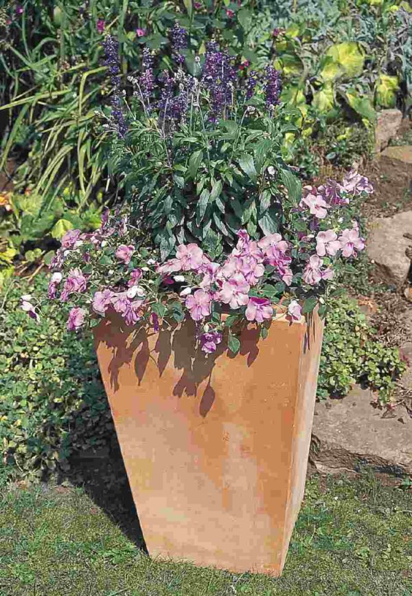 salvia farinacea evolution violet2