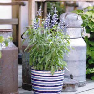salvia farinacea fairy queen