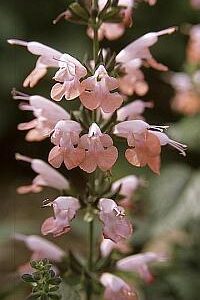 salvia summer jewel pink1