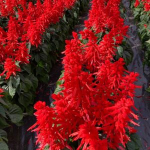 splendens red hill