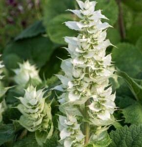salvia VATICAN WHITE