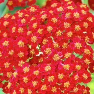 Achillea 'Desert Eve Red'