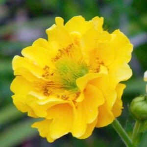 Geum 'Lady Stratheden' (1)