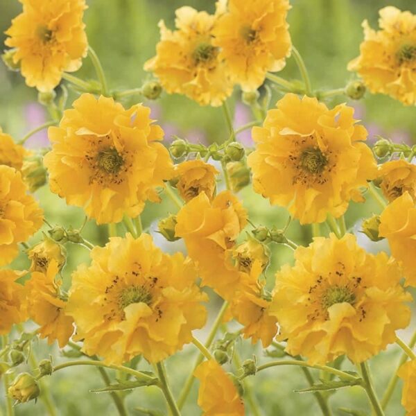 Geum 'Lady Stratheden' (2)