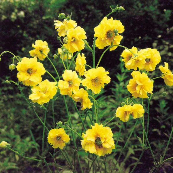 Geum 'Lady Stratheden' (3)