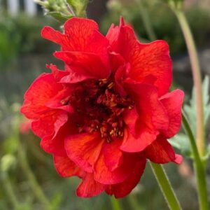 Geum 'Mrs J. Bradshaw'