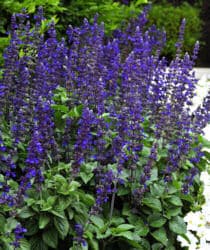 salvia BIG BLUE