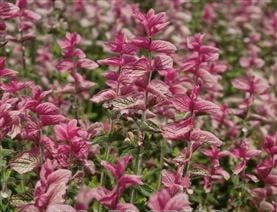 salvia SAY SO ROSE