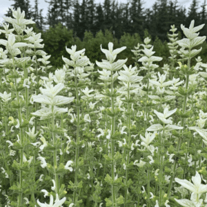 salvia SAY SO WHITE