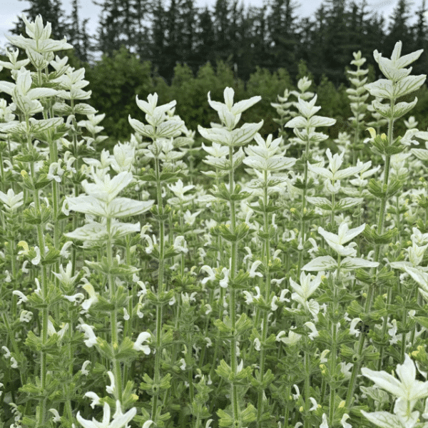 salvia SAY SO WHITE