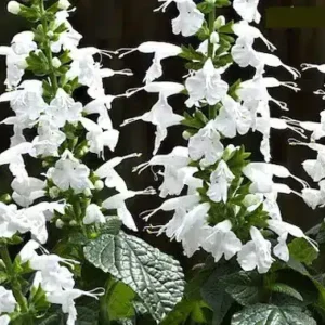 salvia coccinea snow nymph