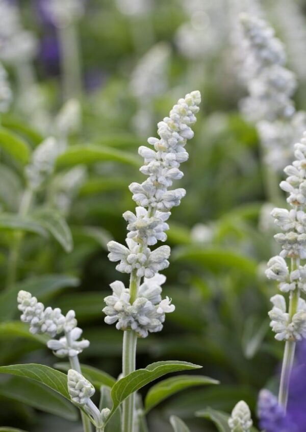 salvia farinacea WHITE