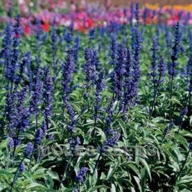 salvia farincea VICTORIA