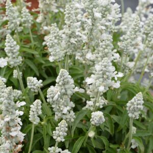 salvia farincea WHITE 2