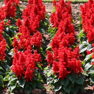 salvia sancho RED