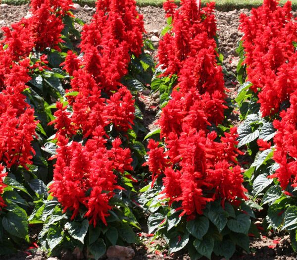 salvia sancho RED