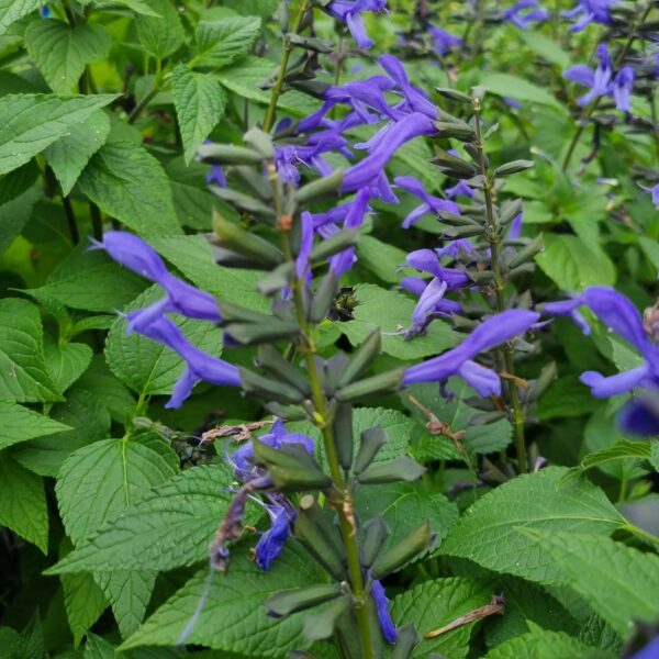 a group of purple flowers