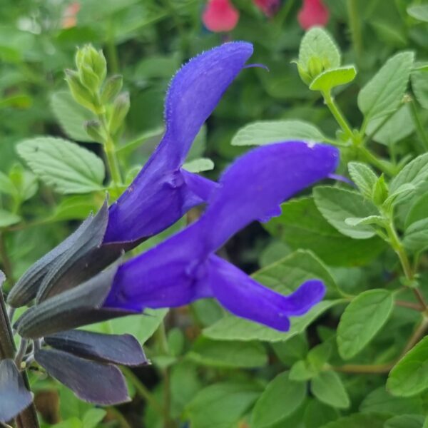 a purple flower with green leaves