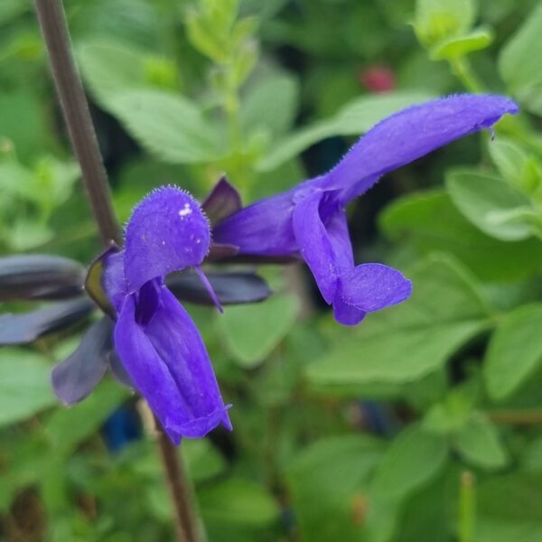 a purple flower with green leaves