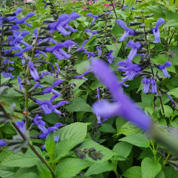 a group of purple flowers