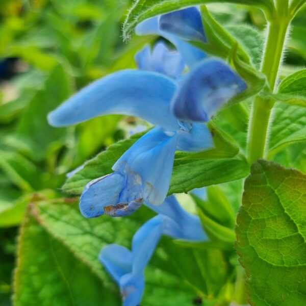 a close up of a flower