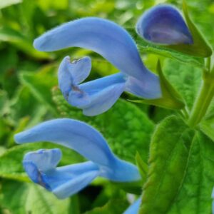 a close up of blue flowers