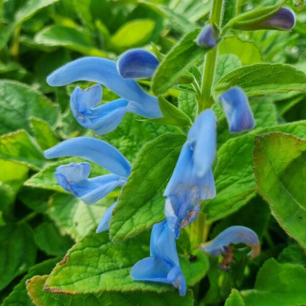 a close up of a flower
