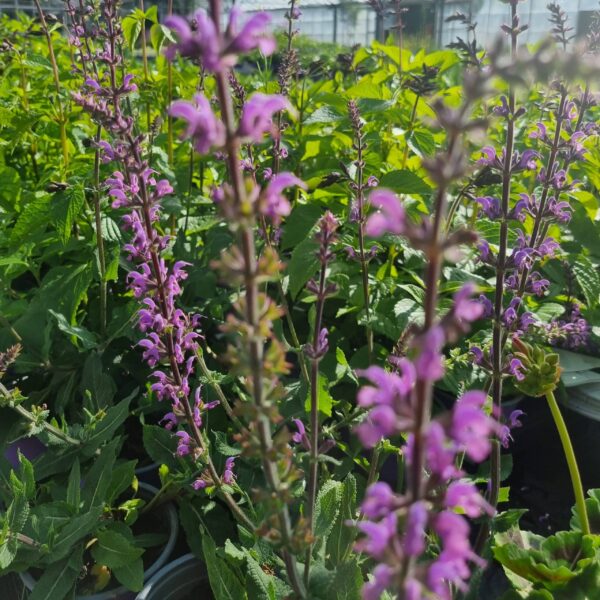Salvia x sylvestris 'Serenade' - Image 5