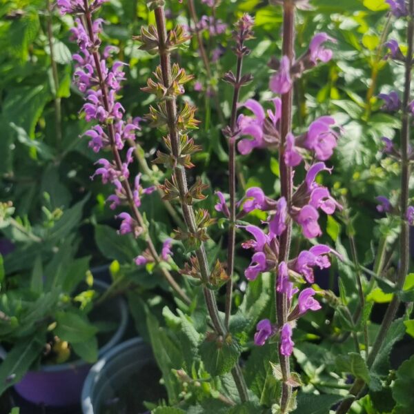 Salvia x sylvestris 'Serenade' - Image 4