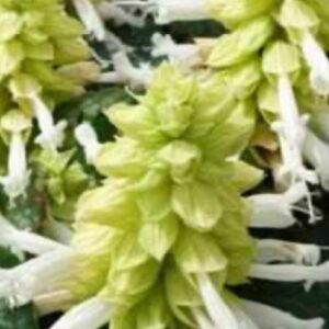 Salvia 'Sancho White'