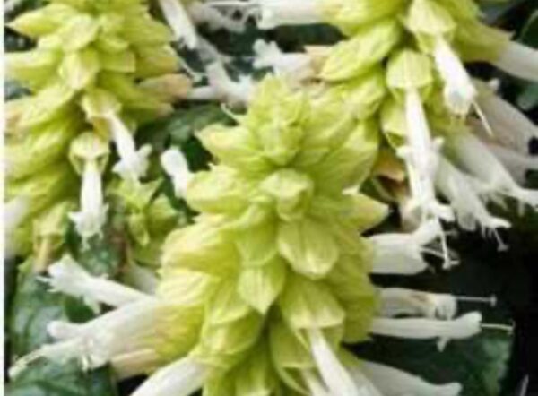 Salvia 'Sancho White'