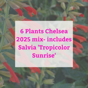 6 Plants Chelsea 2025 mix- includes Salvia 'Tropicolor Sunrise'