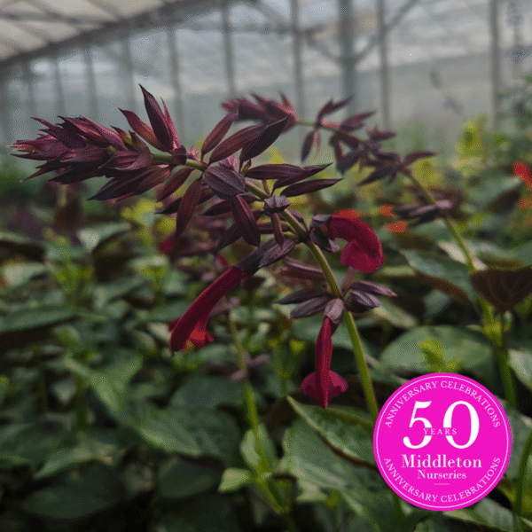 Salvia 'Tropicolor Claret' - Image 8