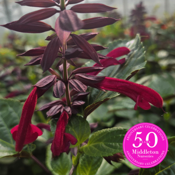Salvia 'Tropicolor Claret' - Image 2