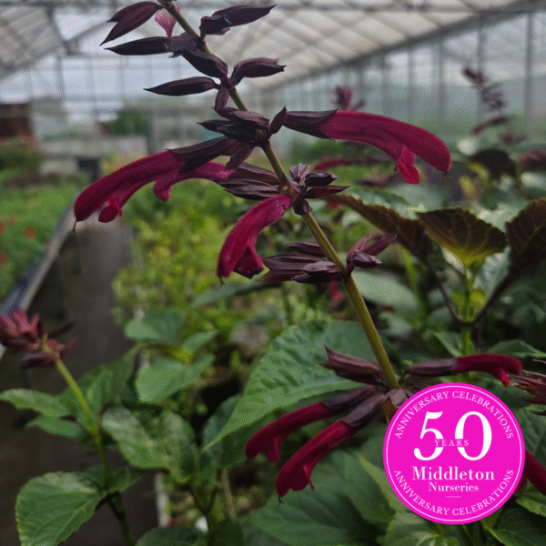 Salvia 'Tropicolor Claret' - Image 7
