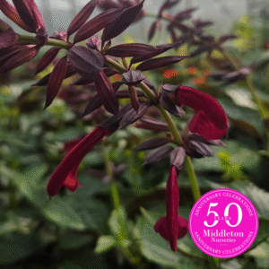 Salvia 'Tropicolor Claret'