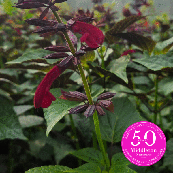 Salvia 'Tropicolor Claret' - Image 4