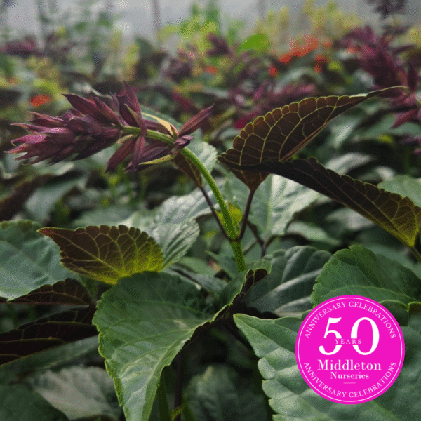 Salvia 'Tropicolor Claret' - Image 3