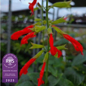 Introducing Salvia ‘Tropicolor Sunrise’: A Dazzling New Arrival at Middleton Nurseries