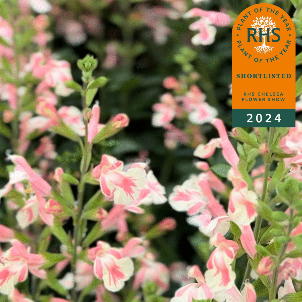 Salvia x jamensis E28098Belle De Loire 1