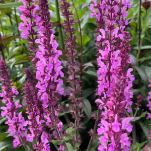 Salvia nemorosa 'Katsjing'